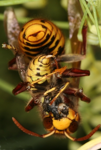 Hornisse mit erbeuteter Wespe